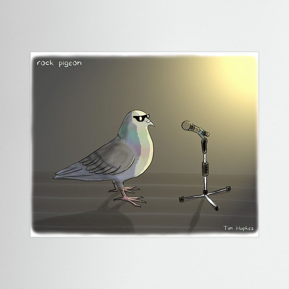 Rock Pigeon | Paper Print