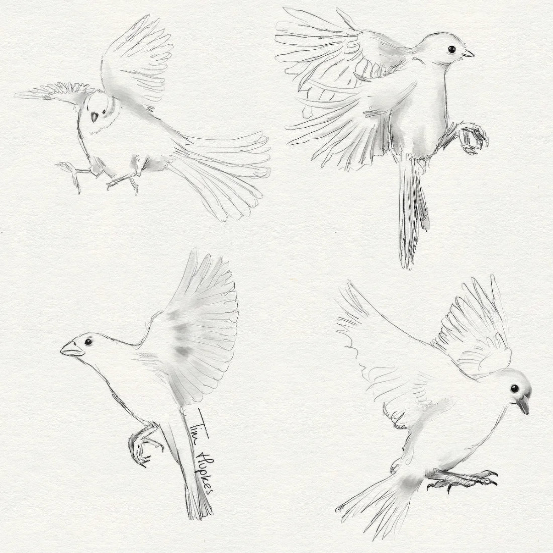 Potloodschets van landende vogels.